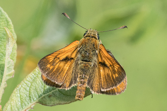 Ochlodes sylvanus ♂-5590 - Lesigny - 23/07/21