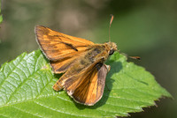 Ochlodes sylvanus -5722- Lesigny - 23/07/21