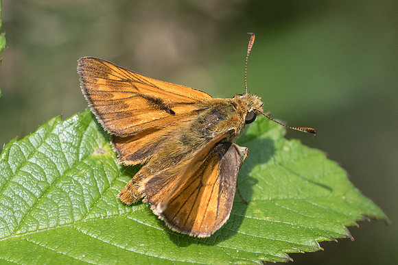 Ochlodes sylvanus -5722- Lesigny - 23/07/21
