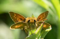 Ochlodes sylvanus