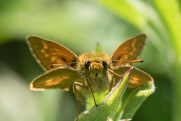 Ochlodes sylvanus