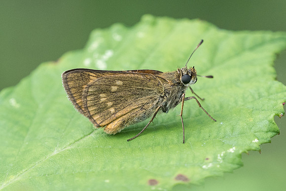Ochlodes sylvanus (Sylvaine) - Précy - 14/07/17