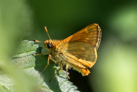 Ochlodes sylvanus (Sylvaine) - Précy - 16/07/16