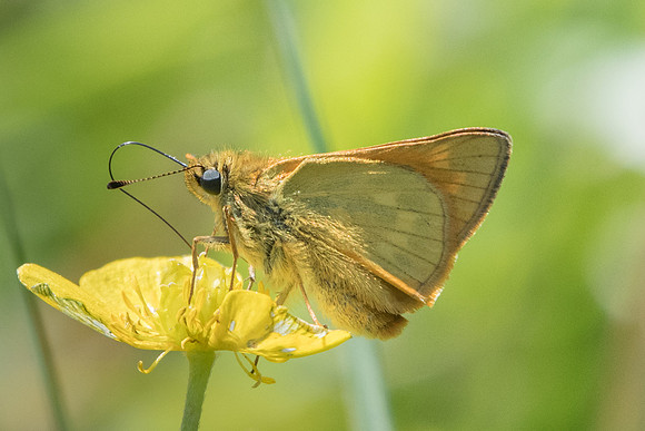 Ochlodes sylvanus - Orly sur morin - 16/05/20