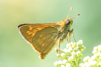 Ochlodes sylvanus - Croissy-beaubourg - 3/07/22