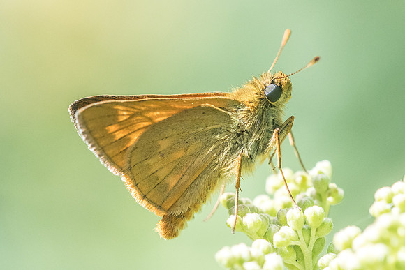 Ochlodes sylvanus - Croissy-beaubourg - 3/07/22