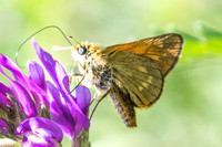 Ochlodes  sylvanus-3226 - Briançon - 1/07/20