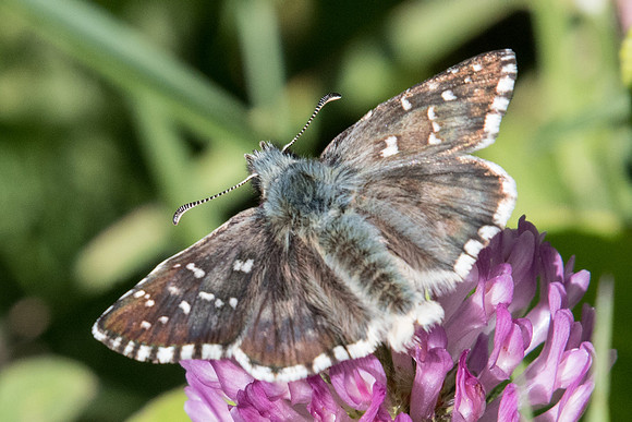 Pyrgus alveus --2127 - Breuil Valberg - 29/06/20