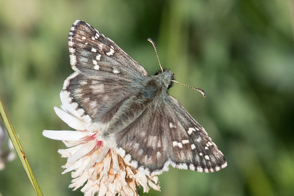 Pyrgus alveus-2201 - Col des champs - 30/06/20