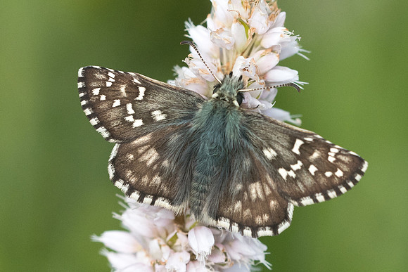 Pyrgus alveus-5219 - Valberg - 7/07/21