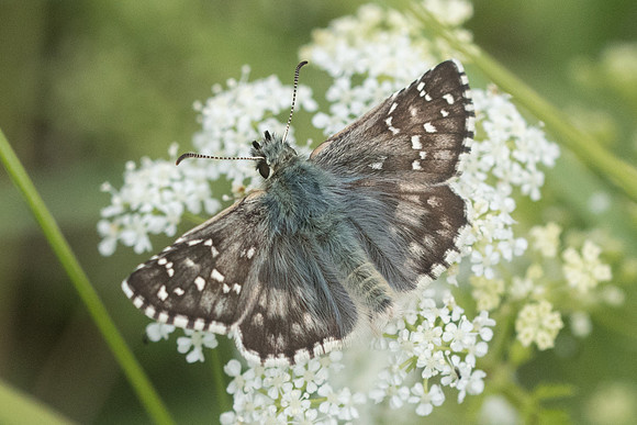 Pyrgus alveus-5325 - Beuil - 7/07/21