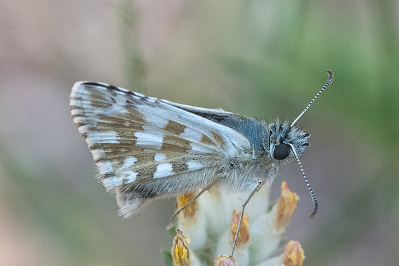 Pyrgus alveus-6567 - Argentière la bessée 22/07/22