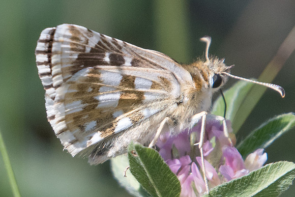 Pyrgus alveus-3297 - Argentière la bessée - 19/07/22