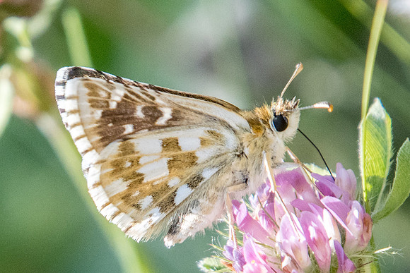 Pyrgus alveus id-3282 - Argentière la bessée - 19/07/22
