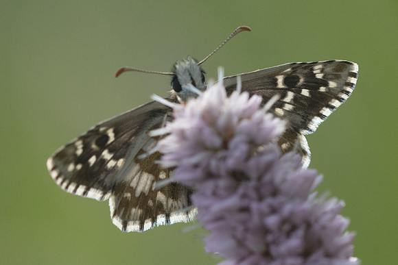 Pyrgus alveus-5222 - Valberg - 7/07/21