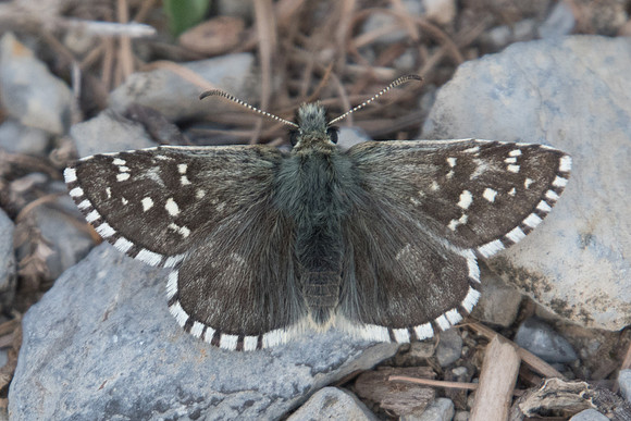 Pyrgus andromedae-4154 - Col de la Cayolle - 6/07/21