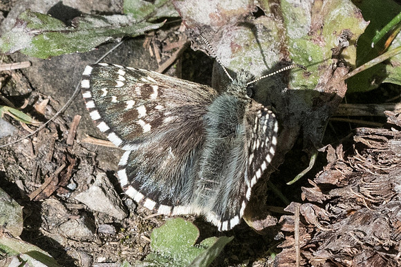 Pyrgus andromedae - Estenc - 28/06/21