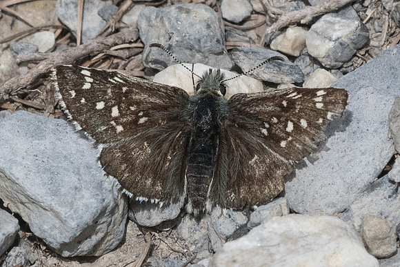 Pyrgus andromedae - Col de la Cayolle - 6/07/21