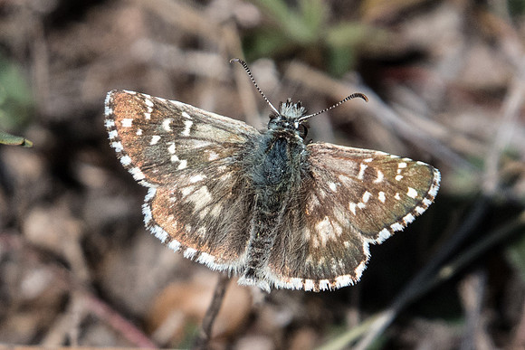 Pyrgus armoricanus/onopordi-1957 - Cipières - 26/09/20
