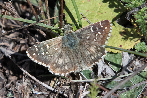 Pyrgus armoricanus-2045 --Cipieres - 26/09/20