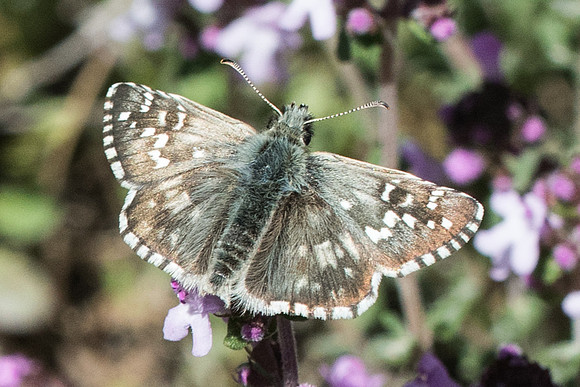 Pyrgus armoricanus --7879 - Cipières 17/05/21