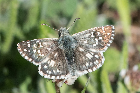Pyrgus armoricanus --7822 - Cipières - 17/05/21