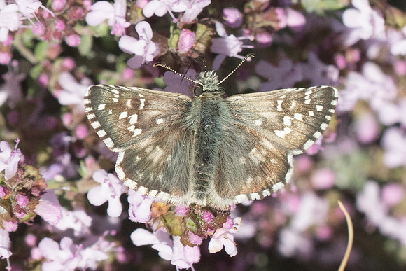 Pyrgus armoricanus --7883 - Cipières - 17/05/21
