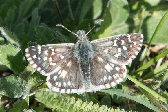 Pyrgus armoricanus - 7817 - Cipières - 17/05/21