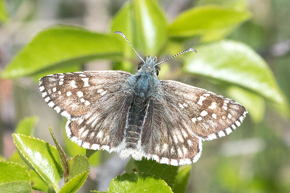 Pyrgus armoricanus --8161 - Cipières - 17/05/21