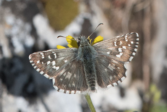 Pyrgus armoricanus --7889 - Cipières - 17/05/21