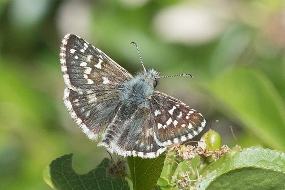 Pyrgus armoricanus --8480 - Cipières - 17/05/21