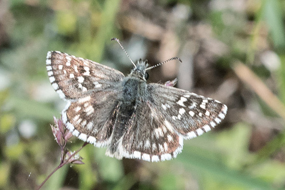 Pyrgus armoricanus --8537 - Cipières - 17/05/21