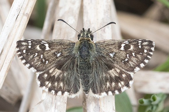 Pyrgus armoricanus-5440 - Cipières - 12/05/21