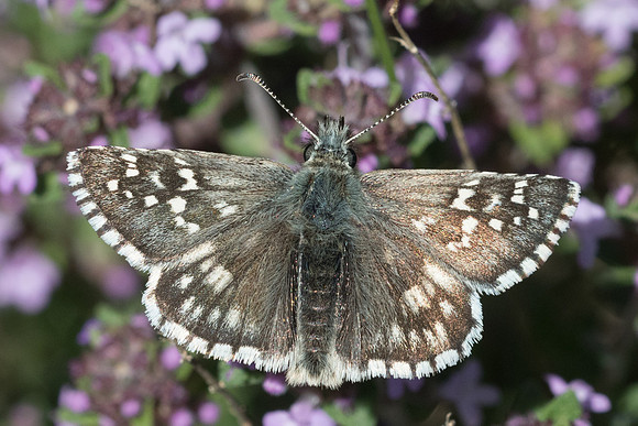 Pyrgus armoricanus --8521 - Cipières - 17/05/21