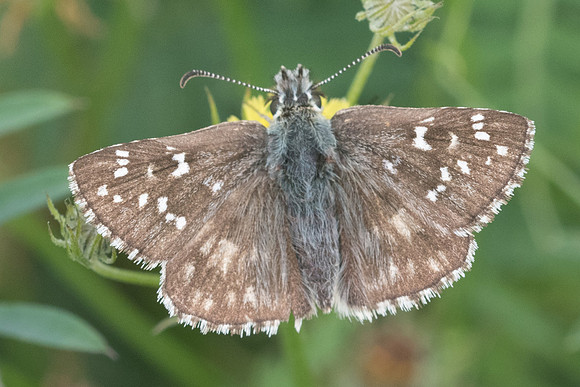 Pyrgus armoricanus-7800 - Vivario - 13/06/26