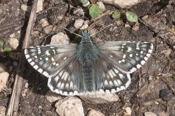 Pyrgus armoricanus-5038 - Cipières - 12/05/21