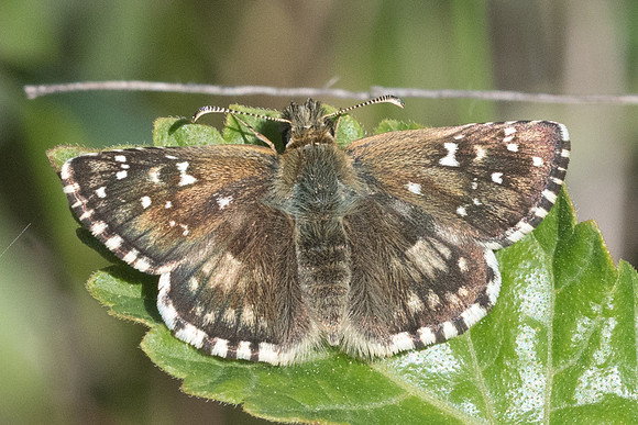 Pyrgus armoricanus ♀ id-0754 - 18/07/22
