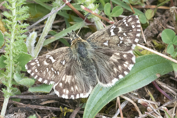 Pyrgus armoricanus -5388 - Cipières - 12/05/21