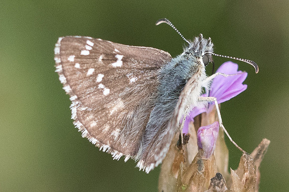 Pyrgus armoricanus-7748 - Vivario - 13/06/23