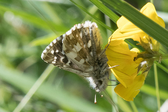 Pyrgus armoricanus --8489 - Cipières - 17/05/21