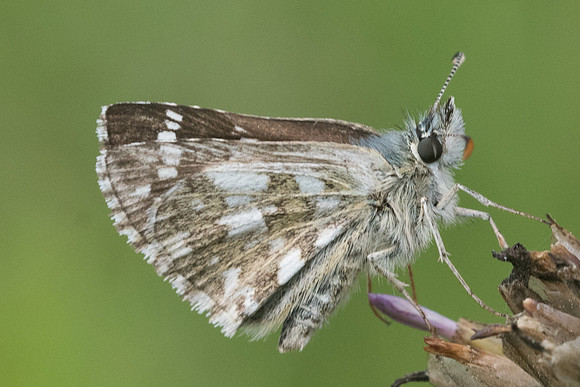 Pyrgus armoricanus-7763 - Vivario - 13/06/23