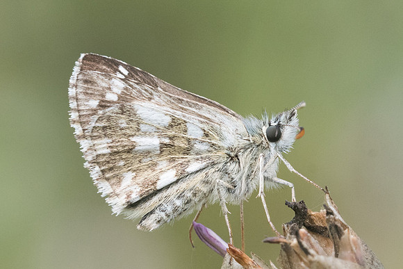 Pyrgus armoricanus-7775 - Vivario - 13/06/23