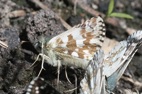 Pyrgus armoricanus id-2927 - Beuil - 25/06/21