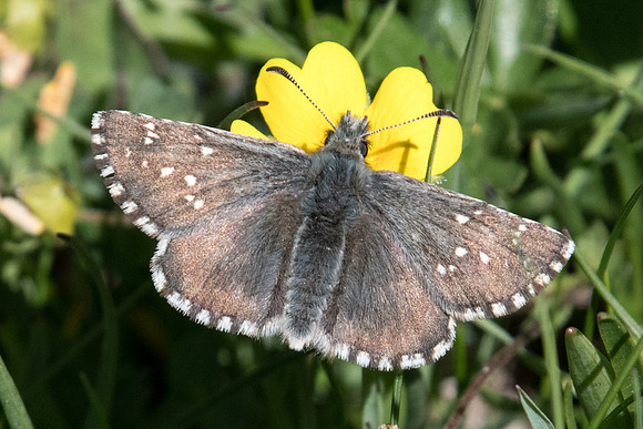 Pyrgus cacaliae - 1612 - Cervieres 2040m - 1/07/21