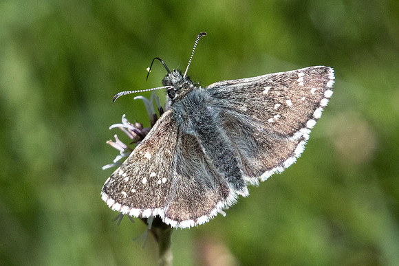 Pyrgus cacaliae  -1580 - Cervières 2040m - 1/07/21