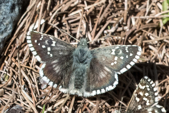 Pyrgus carlinae-0018 - Cervières - 30/06/20