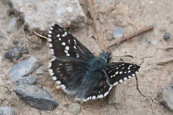 Pyrgus carlinae 0999 - Estenc 1780m - 28/06/20