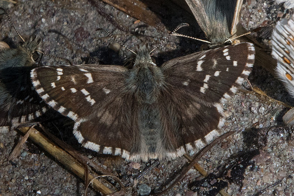 Pyrgus carlinae-5740 - Nevache - 21/07/22