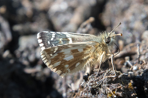 Pyrgus carlinae id-2084 - Cervières - 18/07/22