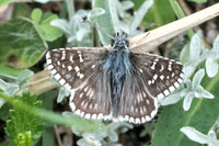 Pyrgus carthami -5599 - Gourdon - 12/05/21